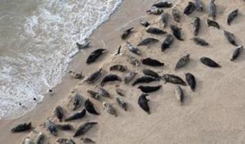 Güney Atlantik'te büyük tehlike: Deniz filleri neden ölüyor?