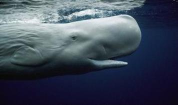 İspermeçet balinalarında insan benzeri sesler ilk kez tespit edildi
