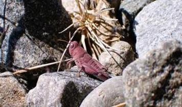 Bilim dünyasını heyecanlandıran Yeni Zelanda çekirgesi