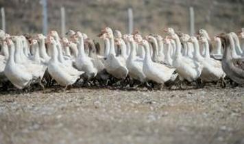 Kars'ta yılda yaklaşık 2,5 milyon kaz yetiştiriliyor