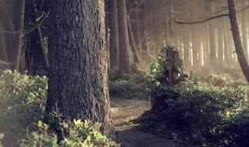 Avrupa Birliği'nden fosil yakıtlara karşı biyokütle hamlesi