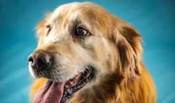 Golden retriever'lar ve insanlar arasında şaşırtıcı genetik bağlantı keşfedildi