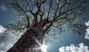 56 milyon yıl önceki gizemli iklim değişikliği, bitkileri neden durdurmak zorunda bıraktı?