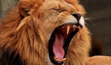 Hayvanat bahçesindeki ölümcül saldırı sonrası aslanın kaderi belli oldu