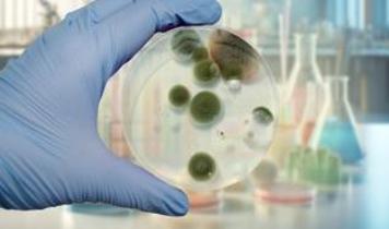 Çernobil'in gizemli mantarı! Bilim insanlarını hayrete düşüren sır