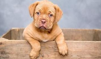 Ödüllendirme mi ceza mı? Köpek eğitiminde şaşırtıcı bulgular