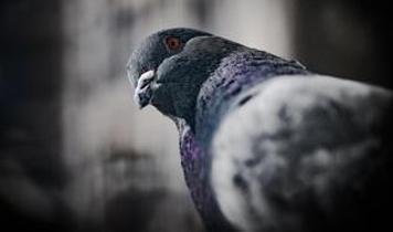 Güvercinler sadece şehir kuşu değil, onlar birer kahraman