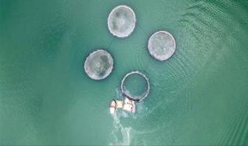 Denizi olmayan Tokat'ın somonları dünyayı fethediyor: Hedef 150 ton