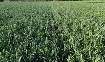 Bafra Ovası'nda pırasa hasadına başlandı