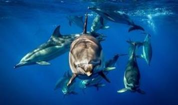 Karaya vuran yunusların beyinleri Alzheimer belirtileri gösterdi