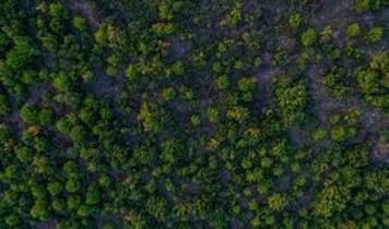 Türkiye dünyada ormanlık alanını en fazla artıran ülkeler arasında