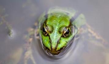 Bilim insanlarından şaşırtıcı bulgu! Kurbağalar ve katil arıların çarpıcı ilişkisi