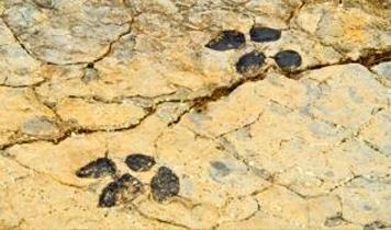 Eski kıyı şeridinde gizli kalan dinozor izlerinin sırrı çözüldü