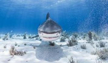 Gri hemşire köpekbalıkları kritik tehlike altında, ağlar çözüm değil