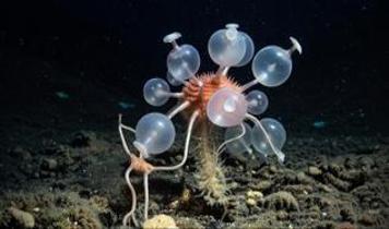 Derin denizde keşfedilen et yiyen sünger türü bilim insanlarını şaşırttı