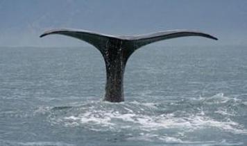 Yüzyıl boyunca ölüm kalım mücadelesi veren balina türü nihayet umut veriyor