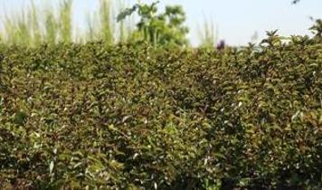 Bitkiler ısı kullanarak böcekleri çekiyor