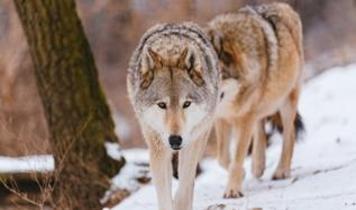 ABD'de kurt popülasyonu krizi