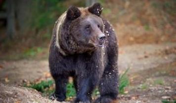 Ayılar şehir kapısında! Japonya'da beklenmedik tehlike