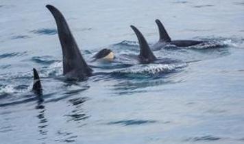 Yunuslar ve orkalar arasındaki gizli ittifak ortaya çıktı