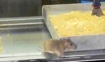 İzmir'de mide bulandıran manzara! Fareler vitrine dadandı