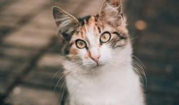 Kedilerde mırlama, miyavlamadan daha güçlü bir iletişim aracı