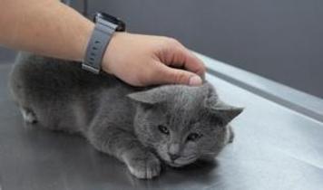 Mersin'de sokaktan sahiplenen kedinin kalçasından mermi çekirdeği çıkarıldı