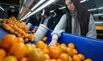 Türkiye mandalina ihracatında tüm zamanların rekorunu kırdı