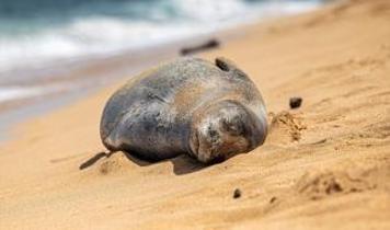 Atina'da keşiş foku vahşeti! Plajda kurşunlanmış ölüsü bulundu