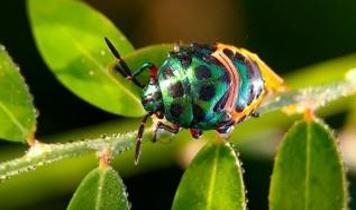 Böceklerin gizli silahı parlak renkleri ve yansımaları