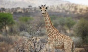 Hayvanat bahçelerinde yeni bir dönem başlıyor