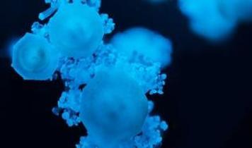 Migrionlar nedir? Bilim dünyasında yeni bir virüs iletim yolu bulundu