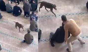 Cuma namazı öncesi panik anları: Başıboş pitbull camiye girdi