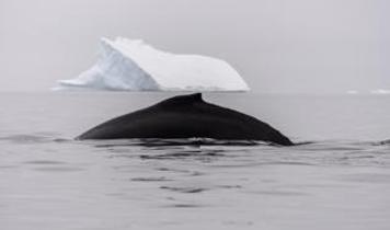 Drone teknolojisi Arktik balinalarında ölümcül virüs tespit etti