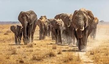 Hindistan'da vahşi fil sürüsü 24 saatte 5 köylüyü öldürdü