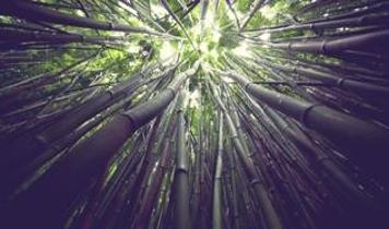 120 yılda bir çiçek açan bambu türü yok olma tehlikesiyle karşı karşıya