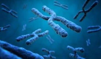 İnsan kromozomlarının 3D haritası bilim insanları tarafından çıkarıldı