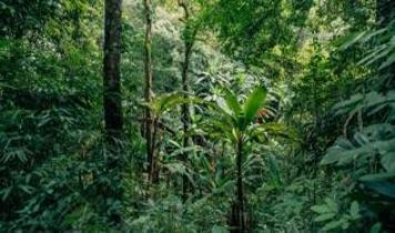 Çin'in ormanlık alanları su döngüsünü radikal biçimde değiştirdi