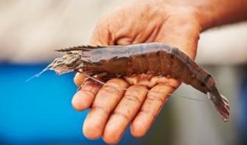 İsviçre'de Karides kabuğundan yapılan robotik pençe sentetik versiyonlardan daha başarılı