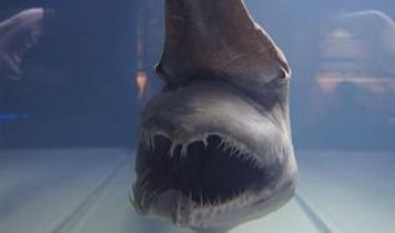 Goblin köpekbalığı rekor kıran hızlı çene mekanizmasıyla bilimi şaşırttı