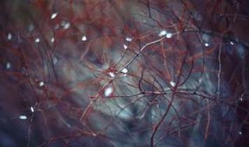 Kalp yaşlanmasını durduran sinir! Uluslararası çalışma vagus bağlantısını inceledi