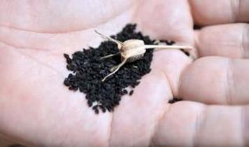 1000 yıldır kullanılıyor! Peygamber efendimiz öneriyor; Doğanın mucizesi çörek otu yağı