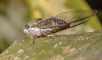 Ağustos böceğinin kanatları tıbbi sensörlerin geleceğini değiştiriyor