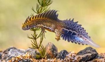 Bilim insanları dünya genelinde yeni türleri rekor hızda keşfediyor