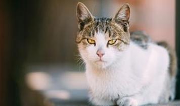 Kedinizi çağırmanın sırrı ortaya çıktı ve sonuç şaşırtıcı