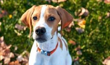 Köpeğe hırlamak neden tehlikeli?