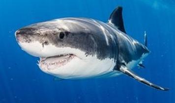 Akdeniz'de büyük beyaz köpekbalığı tehlikesi büyüyor