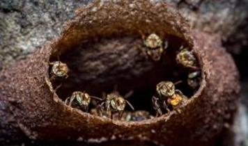 Amazon'da iğnesiz arılara yasal koruma! Dünya tarihinde bir ilk