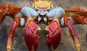 Deniz ürünlerinde şok gerçek! Yengeçler kaynar suda ne hissediyor?