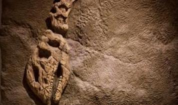 Hindistan'daki linyit madeninde keşfedilen dev yılan fosili şaşırttı